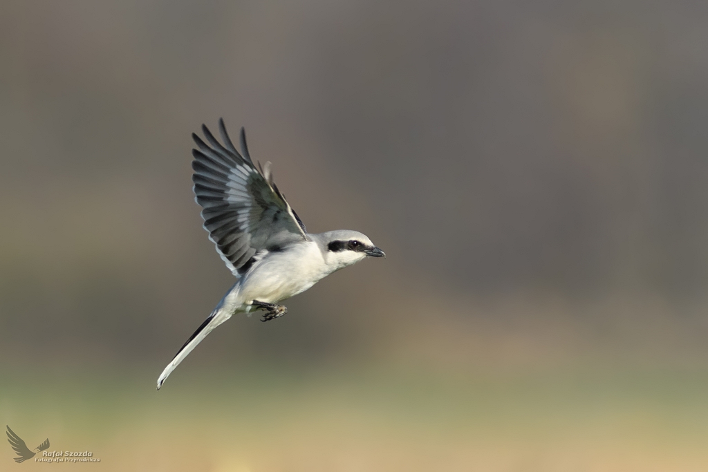 Srokosz, Northern Shrike (Lanius excubitor) ... 2019r