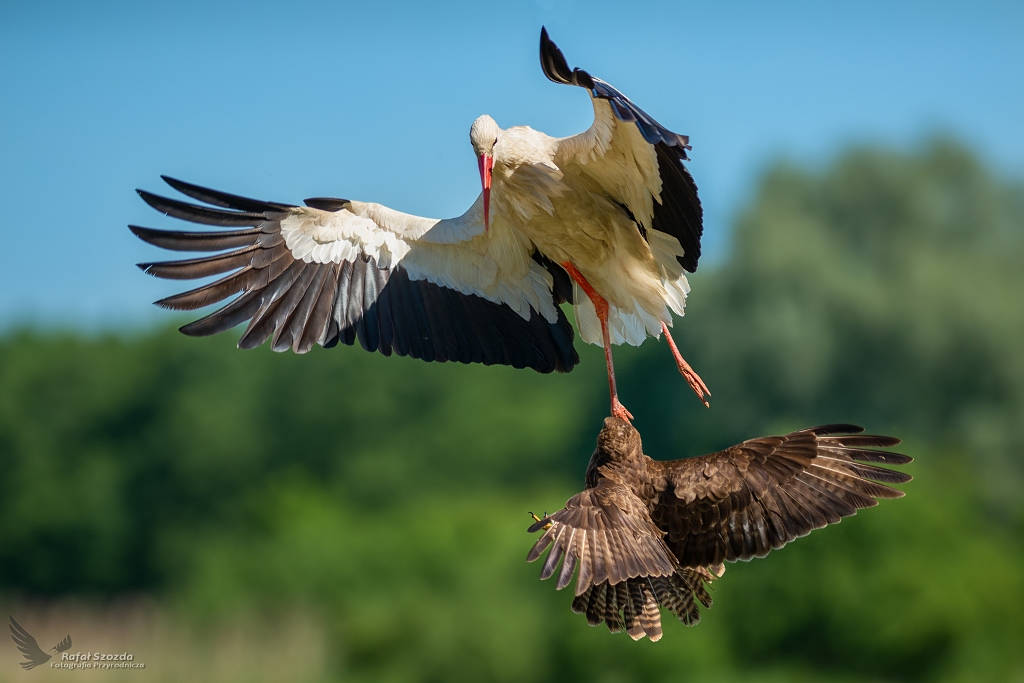 Bocian biay vs Myszow, White Stork (Ciconia ciconia) vs Common Buzzard (Buteo buteo) ... 2019r