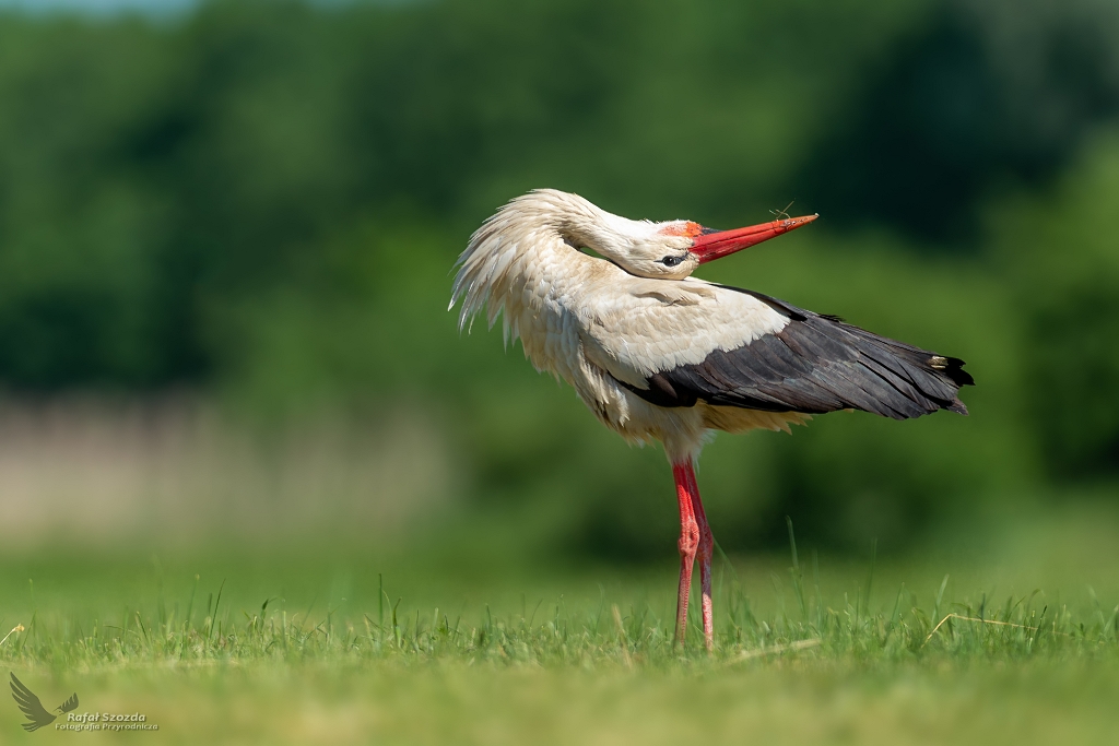 Bocian biay, White Stork (Ciconia ciconia) ... 2019r