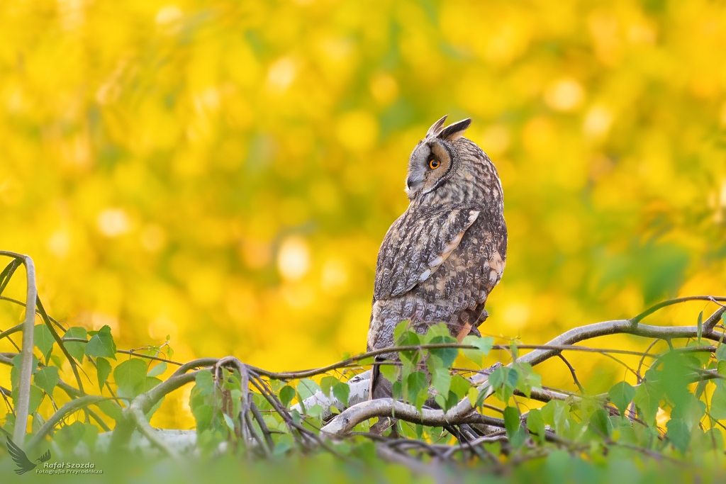 Uszatka, Long-eared Owl (Asio otus) ... 2019r