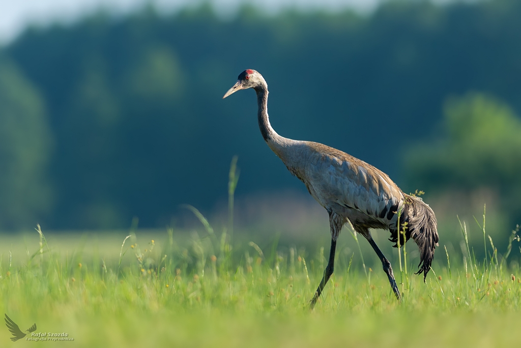 uraw, Common Crane (Grus grus) ... 2019r