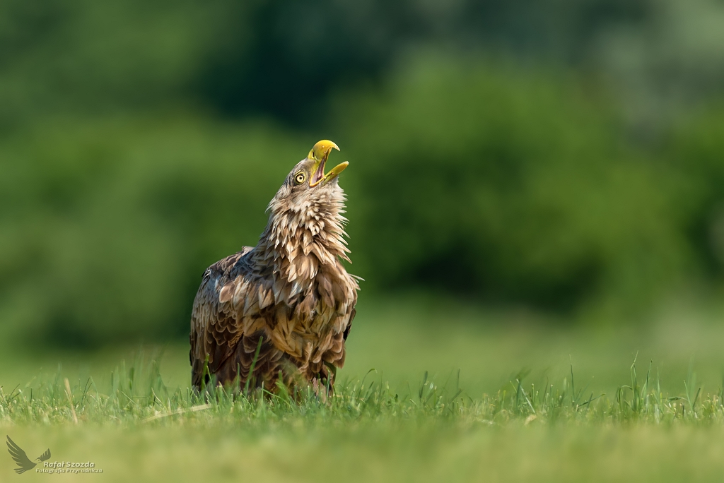 Zew natury - Bielik, White-tailed Eagle (Haliaeetus albicilla) ... 2019r