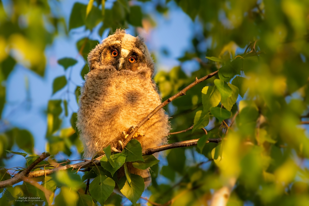 Uszatka, Long-eared Owl (Asio otus) ... 2019r