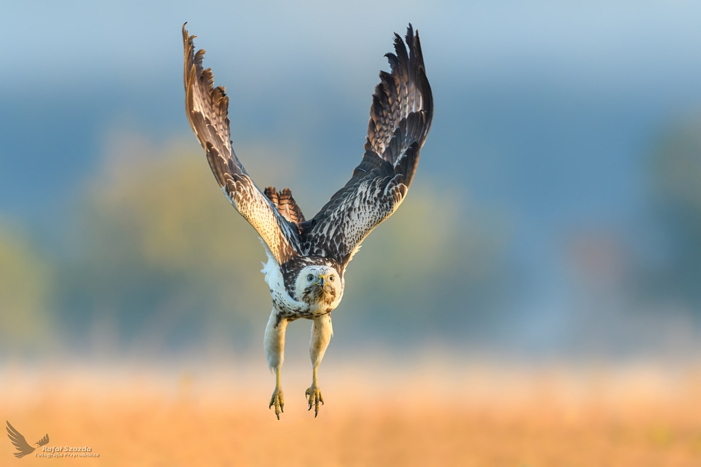 Myszow, Common Buzzard (Buteo buteo) ...