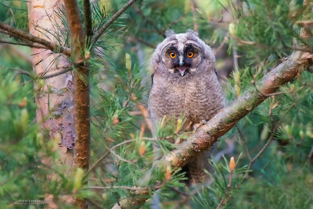Jeeee !!! ... Uszatka, Long-eared Owl (Asio otus) ... 2019r
