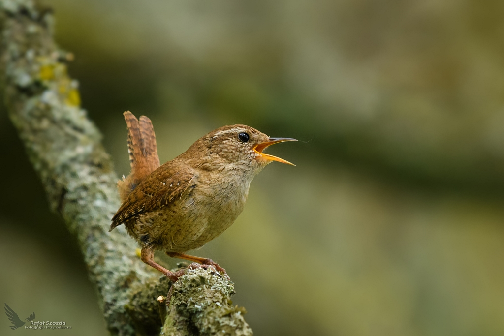 Jeden z najmniejszych i najgoniejszych solistw w lesie ... Strzyyk, Eurasian Wren (Troglodytes troglodytes) ... 2019r