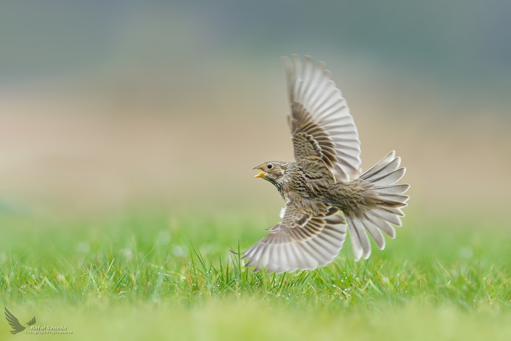 Potrzeszcz, Corn Bunting (Emberiza calandra) ...2019r