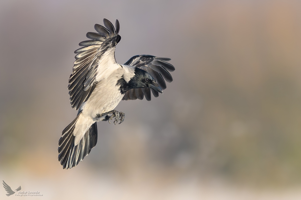 Wrona siwa, Hooded Crow (Corvus cornix) ...