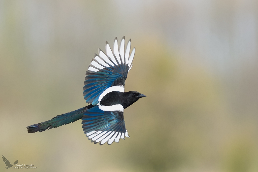 Sroka, Eurasian Magpie (Pica pica) ...