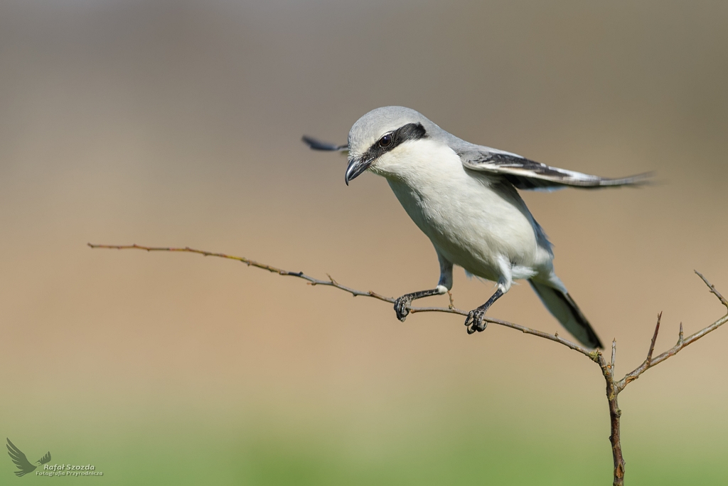 Srokosz, Northern Shrike (Lanius excubitor) ... 2019r