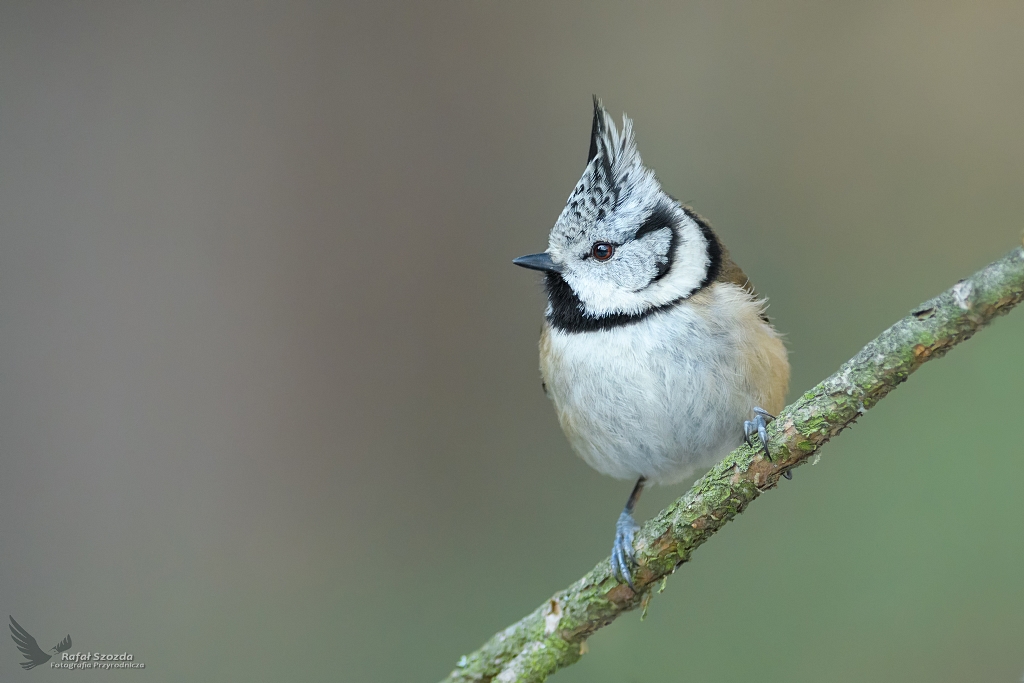 Czubatka, Crested Tit (Lophophanes cristatus) ... 2019r