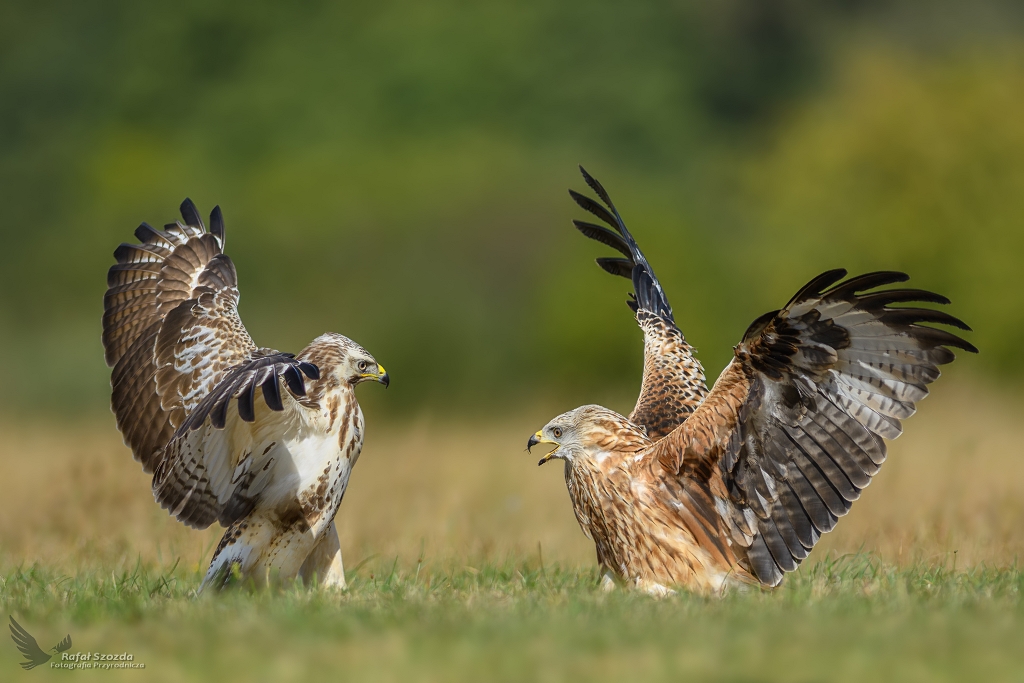 Kania Ruda, Red Kite (Milvus milvus) vs Myszow, Common Buzzard (Buteo buteo) ...