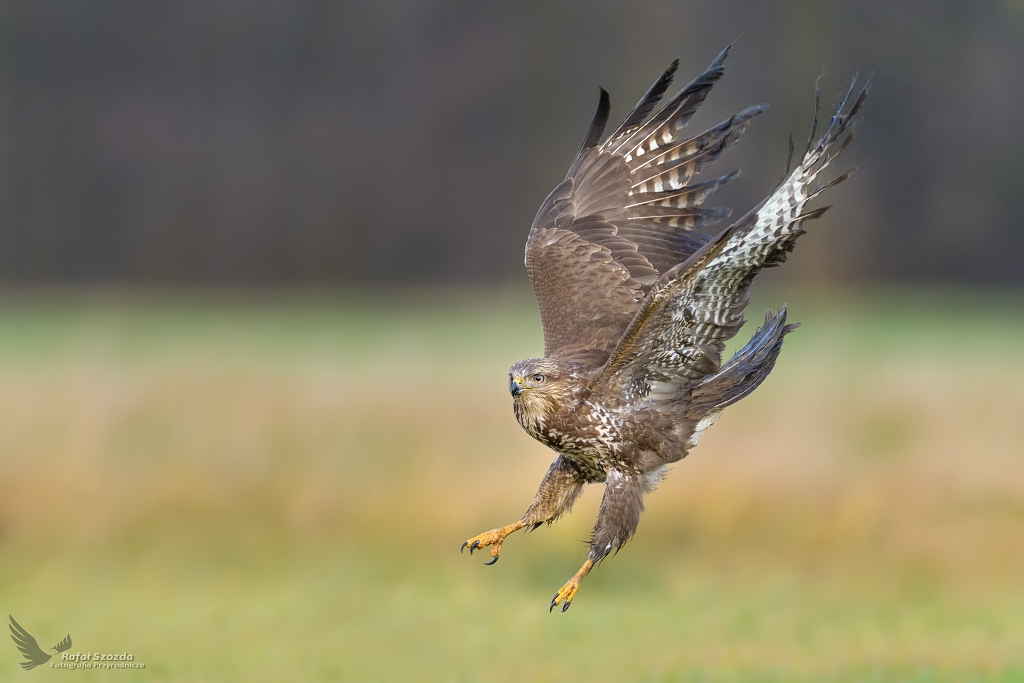 Myszow, Common Buzzard (Buteo buteo) ...