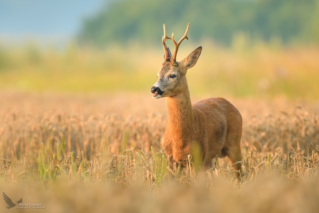 Kozioek, Roe (Capreolus capreolus) ...