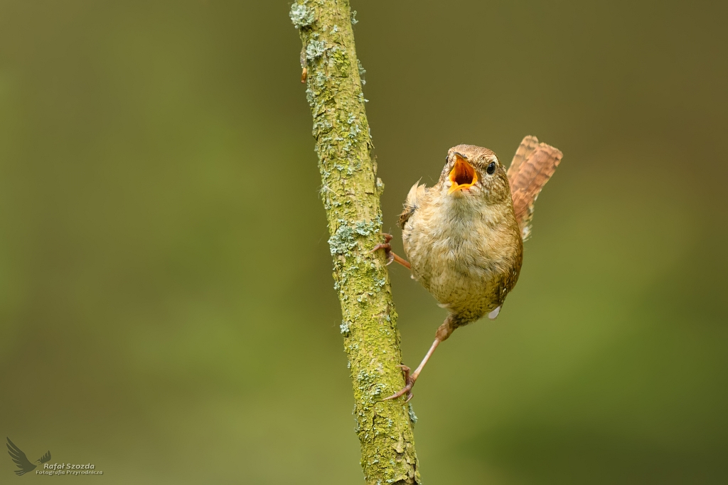 May ale wariat ... Strzyyk, Eurasian Wren (Troglodytes troglodytes) ...