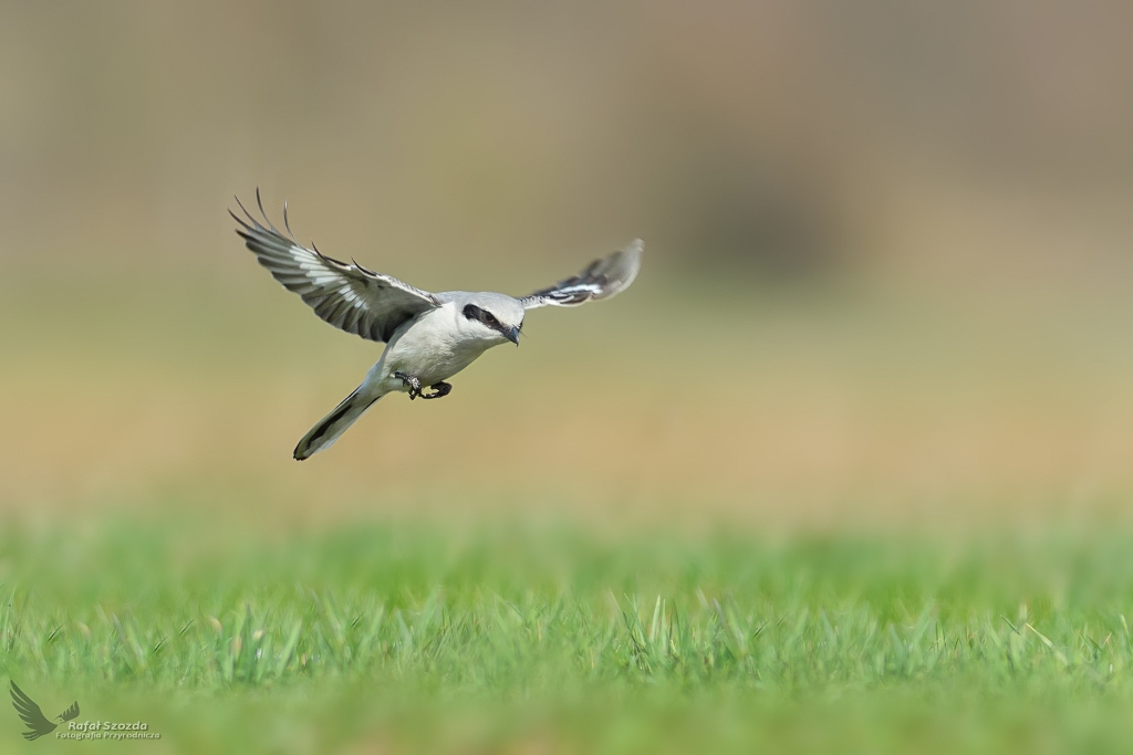 Srokosz, Northern Shrike (Lanius excubitor) ... 2019r