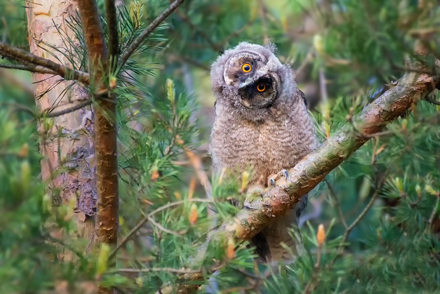 Uszatka, Long-eared Owl (Asio otus) ... 2019r