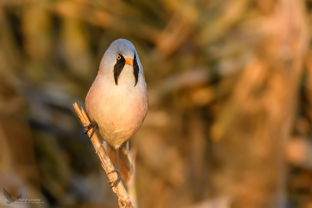 Wsatka, Bearded Parrotbill (Panurus biarmicus) ... 2019r