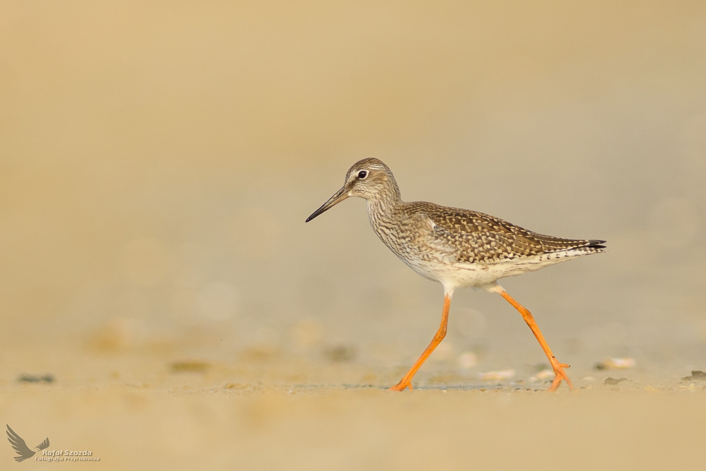 Krwawodzib, Common Redshank (Tringa totanus) ... 2019r