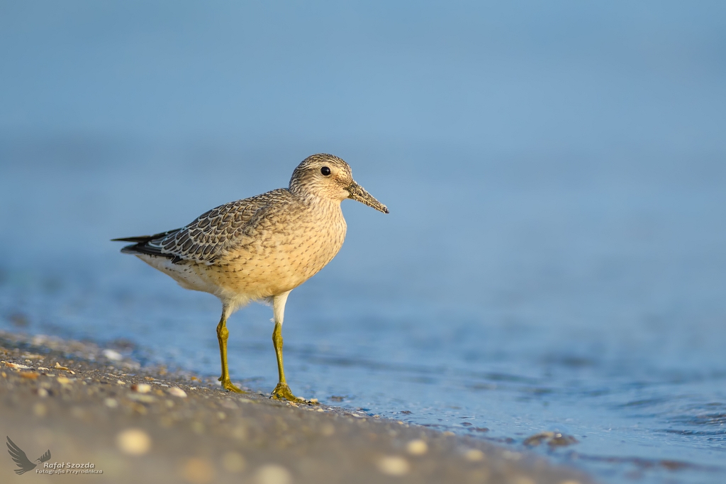 Biegus Rdzawy, Red Knot (Calidris canutus) ... 2019r