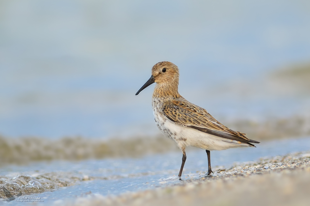 Biegus Zmienny, Dunlin (Calidris alpina) ... 2019r