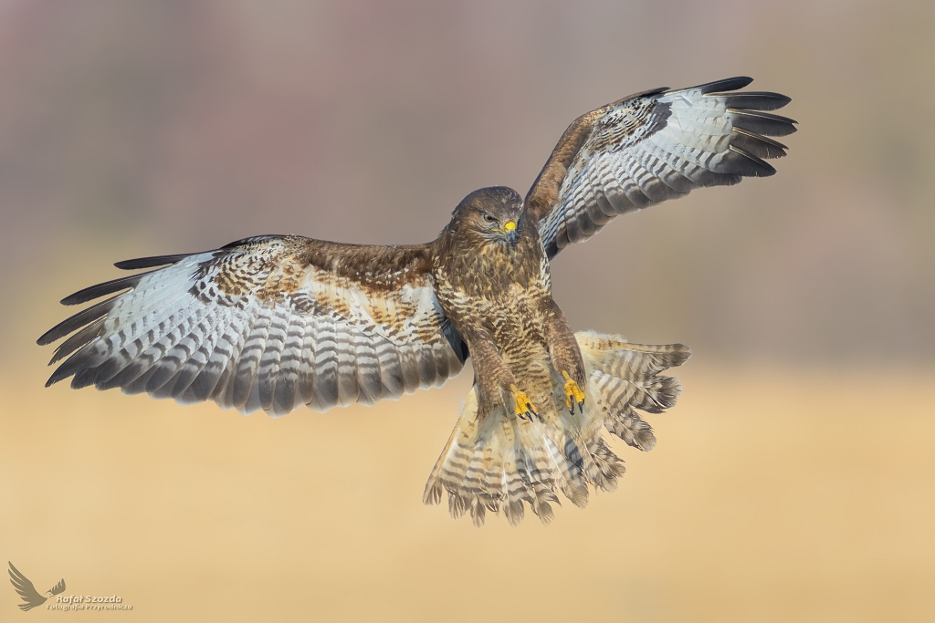 Myszow, Common Buzzard (Buteo buteo) ... 2019r