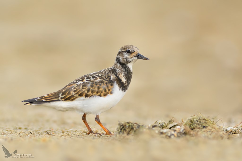 Kamusznik, Ruddy Turnstone (Arenaria interpres) ... 2019r