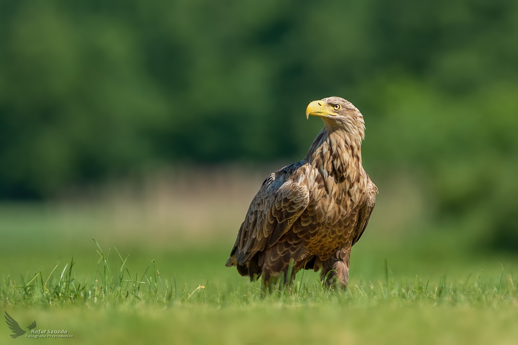 Bielik, White-tailed Eagle (Haliaeetus albicilla) ... 2019r