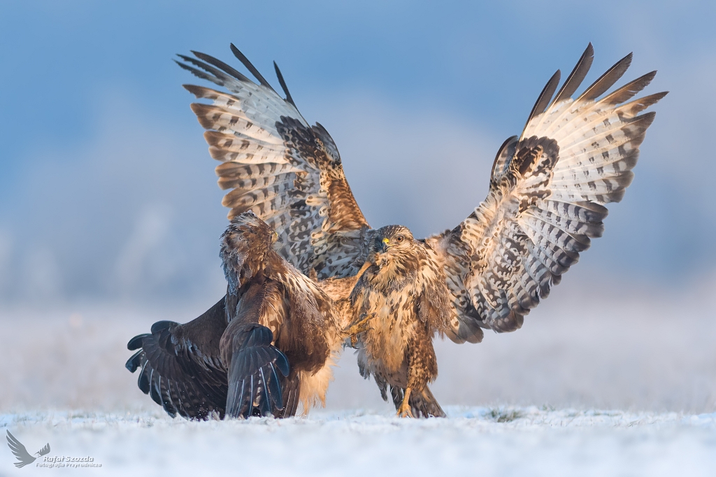 Myszoowy, Common Buzzard (Buteo buteo) ... 2019r