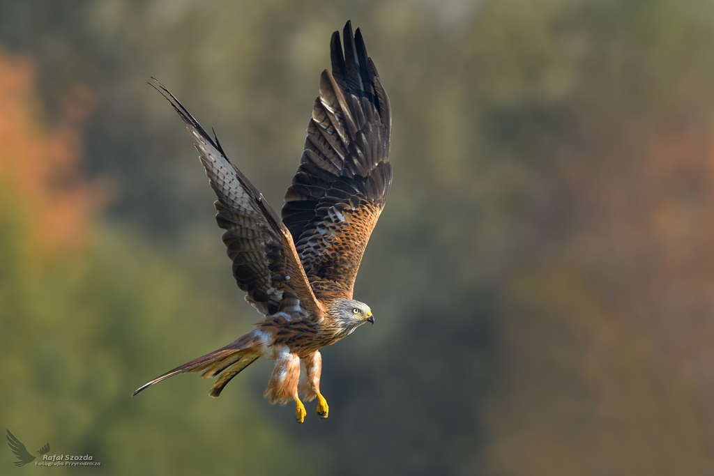 Kania Ruda, Red Kite (Milvus milvus) ...
