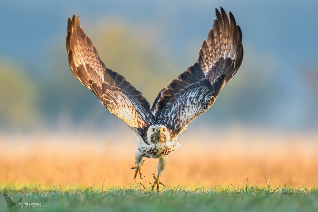Myszow, Common Buzzard (Buteo buteo) ...
