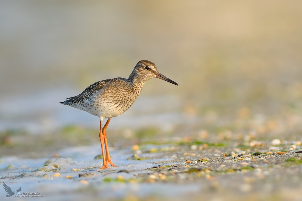 Krwawodzib, Common Redshank (Tringa totanus) ... 2019r