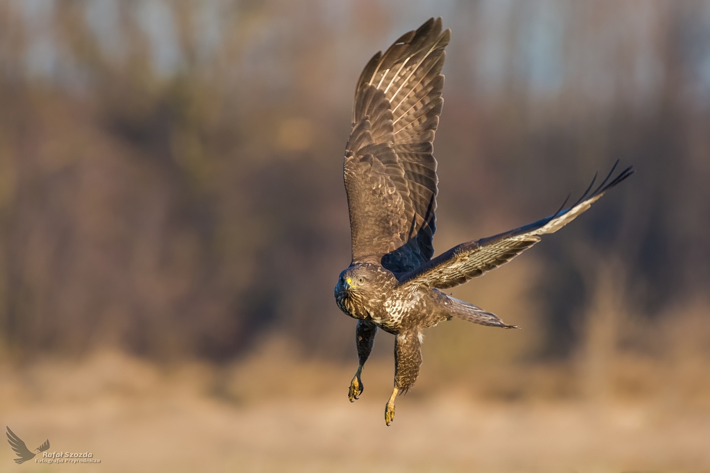 Myszow, Common Buzzard (Buteo buteo) ...