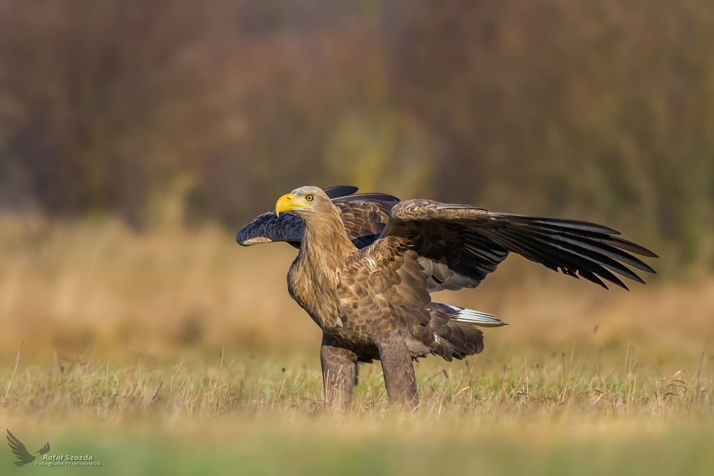 Bielik, White-tailed Eagle (Haliaeetus albicilla) ...