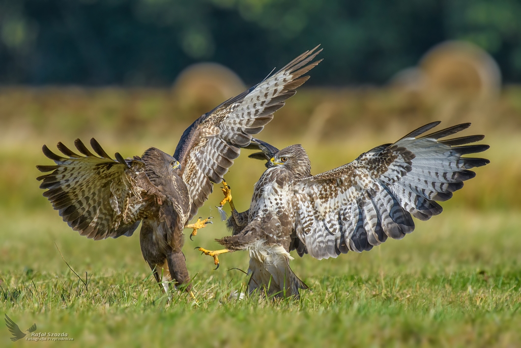 Myszoowy, Common Buzzard (Buteo buteo) ... 2019