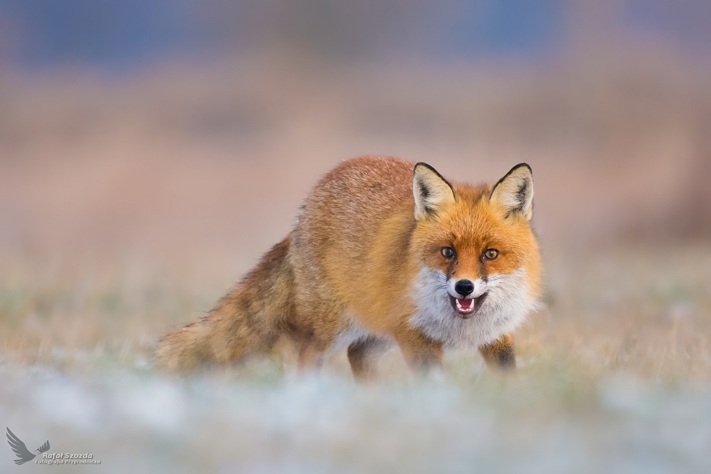Lis, Fox (Vulpes vulpes) ...