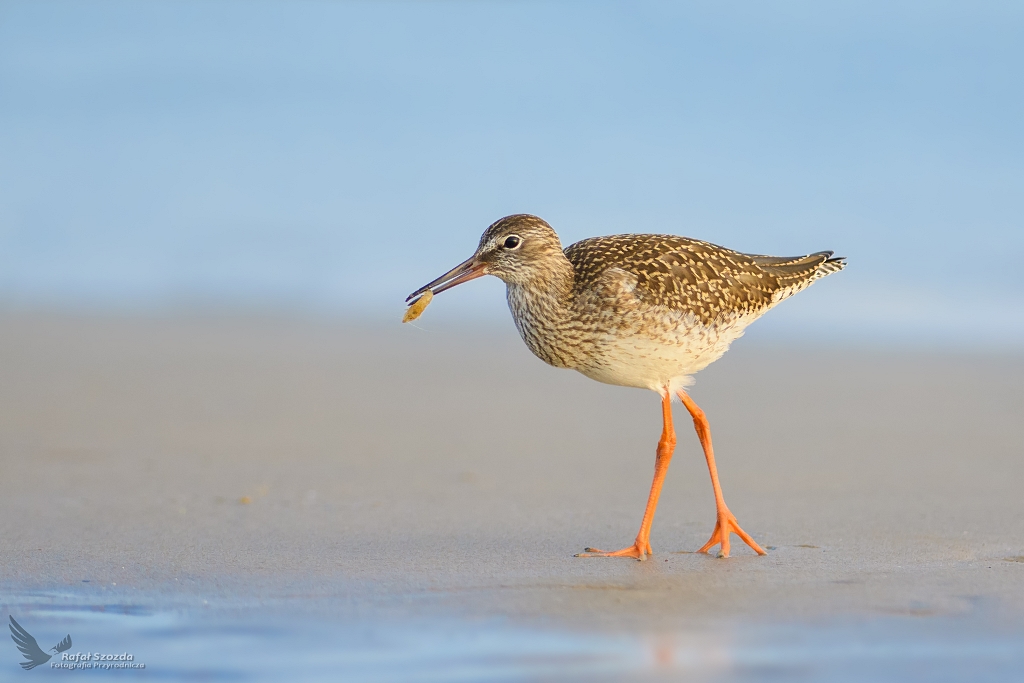 Krwawodzib, Common Redshank (Tringa totanus) ... 2019r