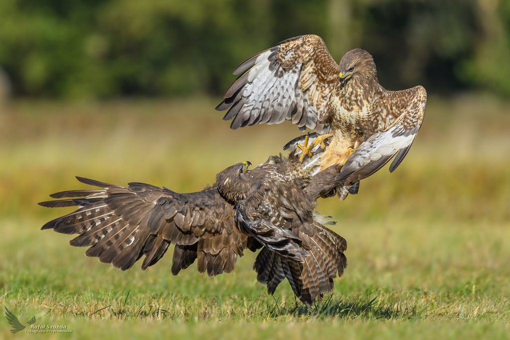 Jesienne fikoki - Myszoowy, Common Buzzard (Buteo buteo) ... 2019r