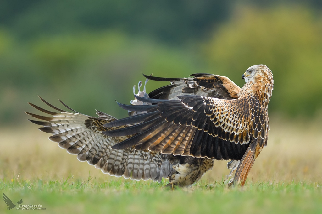 "W objciach" - Kania Ruda, Red Kite (Milvus milvus) vs Myszow, Common Buzzard (Buteo buteo) ...