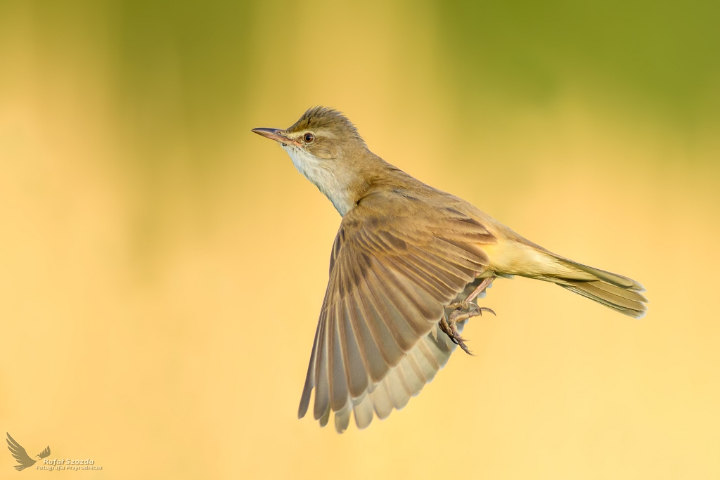 Trzciniak, Great Reed-Warbler (Acrocephalus arundinaceus) ...