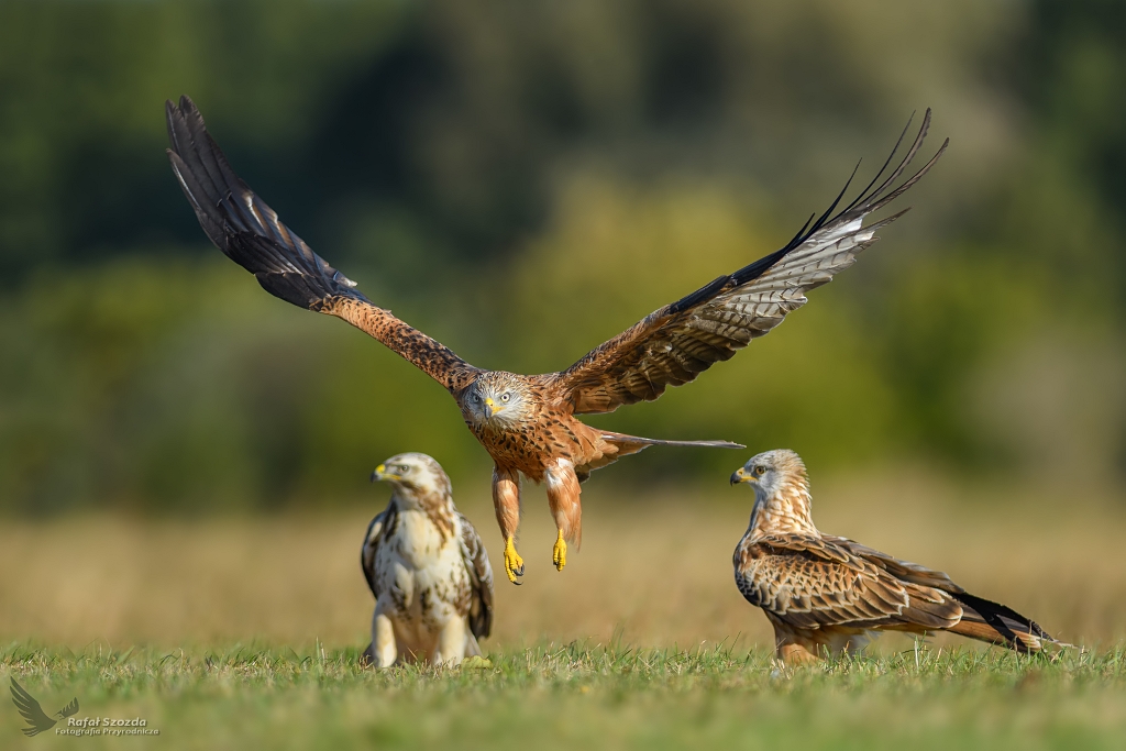 Kanie Rude, Red Kite (Milvus milvus) ...