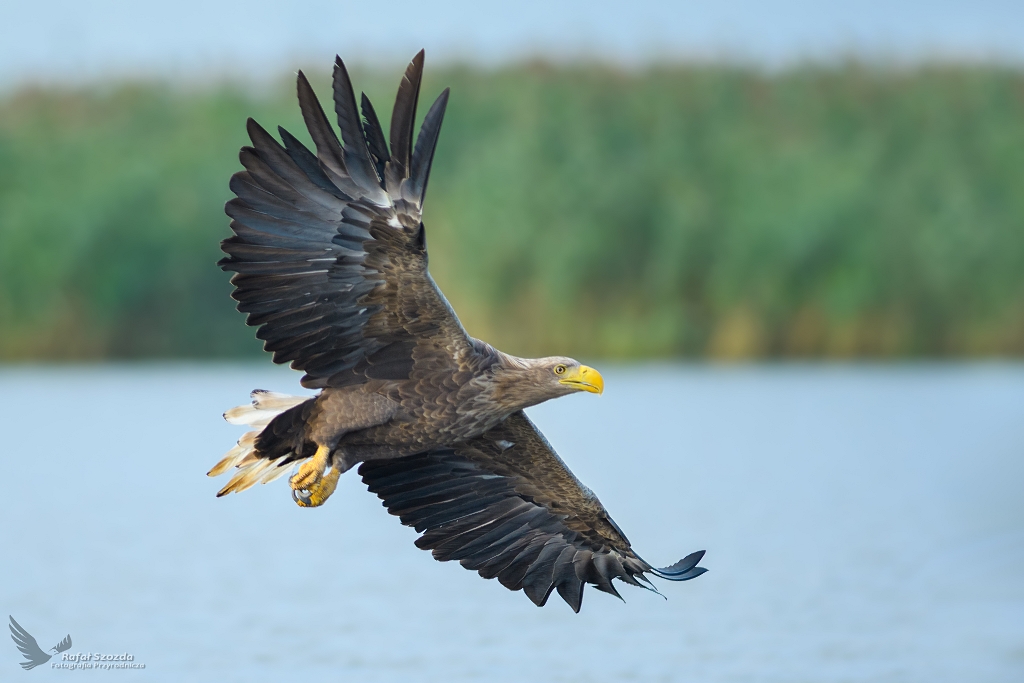 Bielik, White-tailed Eagle (Haliaeetus albicilla) ... 2019r