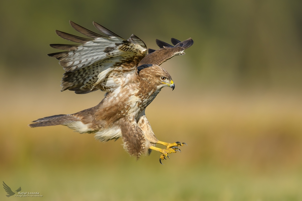 Myszow, Common Buzzard (Buteo buteo) ... 2019r
