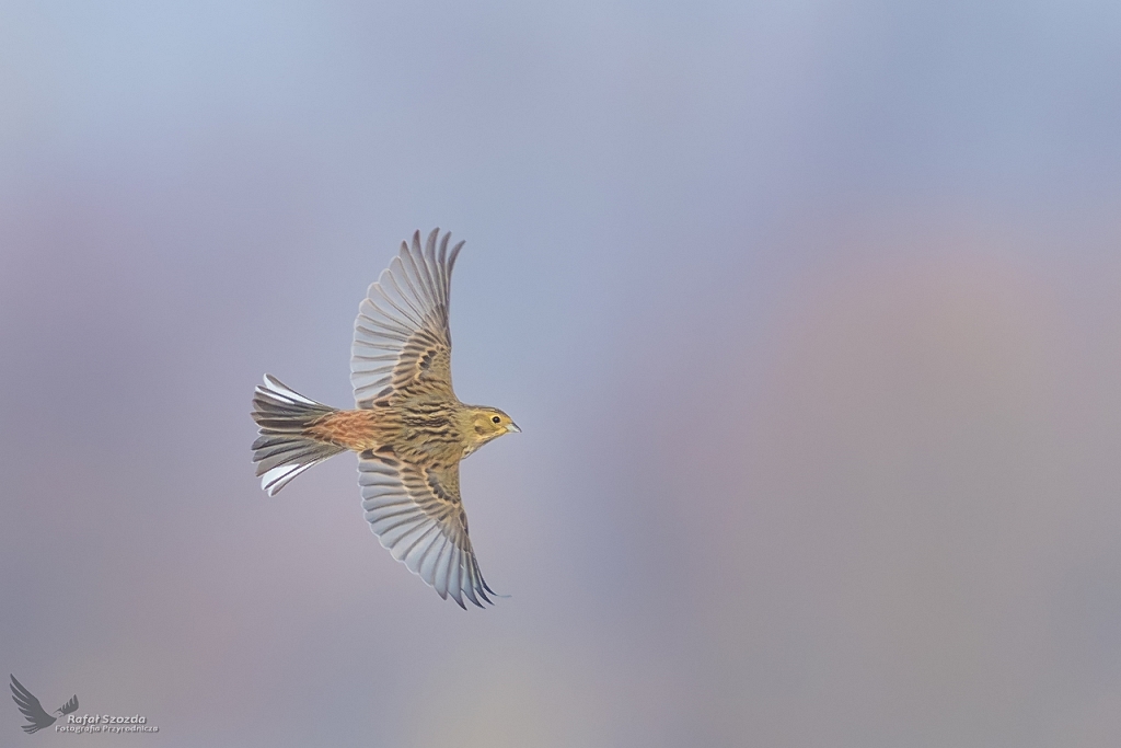 Trznadel, Yellowhammer (Emberiza citrinella) ...