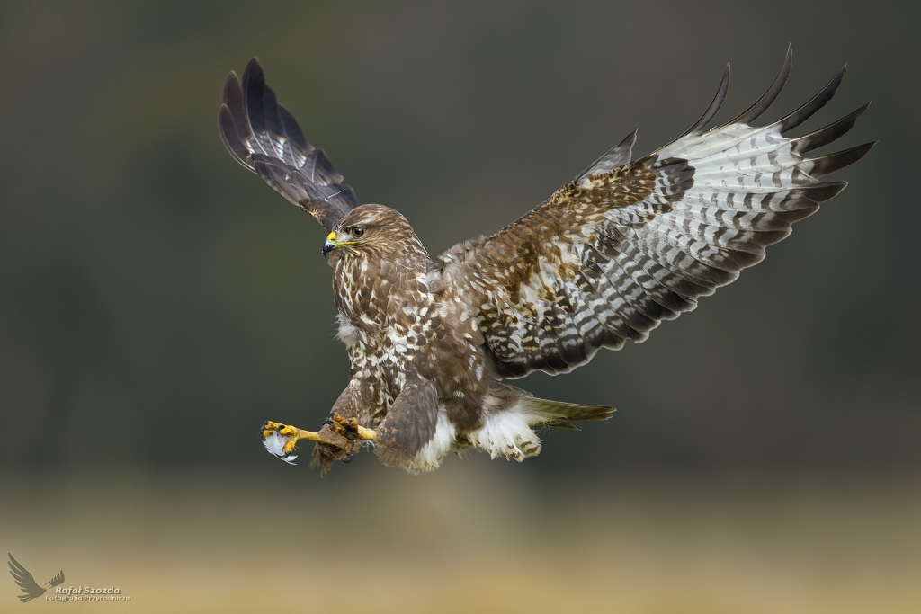 Myszow, Common Buzzard (Buteo buteo) ... 2019r