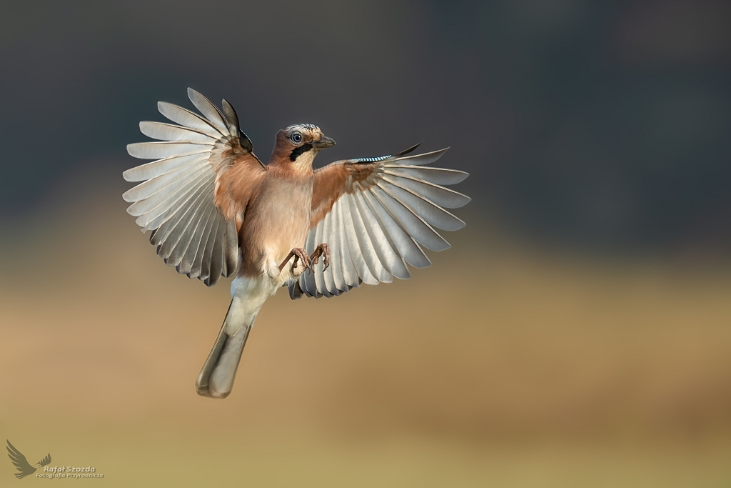 Sjka, Eurasian Jay (Garrulus glandarius) ... 2019r