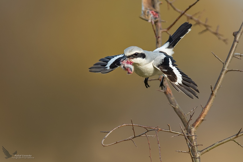 May Killer -  Srokosz, Northern Shrike (Lanius excubitor) ... 2019r