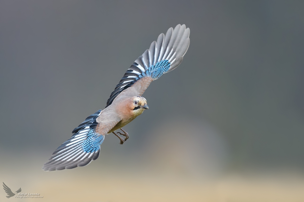 Sjka, Eurasian Jay (Garrulus glandarius) ... 2019r