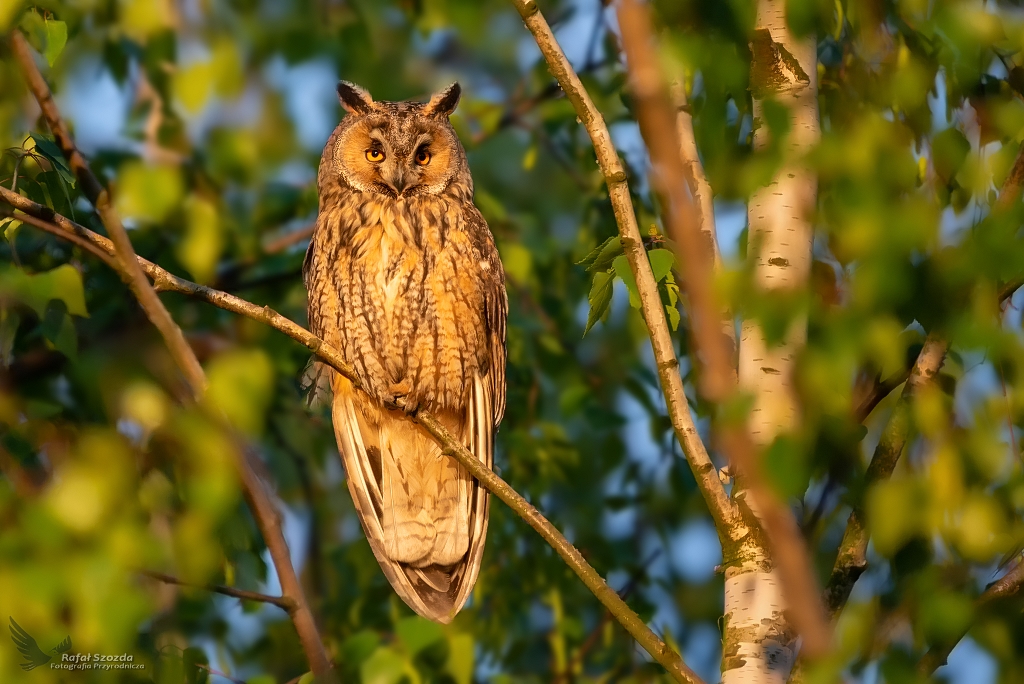 O zachodzie ... Uszatka, Long-eared Owl (Asio otus) ... 2019r