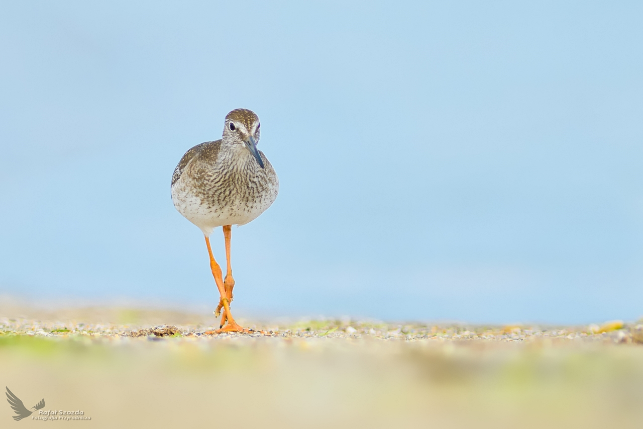 Krwawodzib, Common Redshank (Tringa totanus) ... 2019r